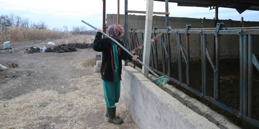 Genç veterineri devlet destekledi hayvancılığa başladı! 30 düveyle üretim atağı: Hedefi 5 ayda sayıyı ikiye katlamak 2